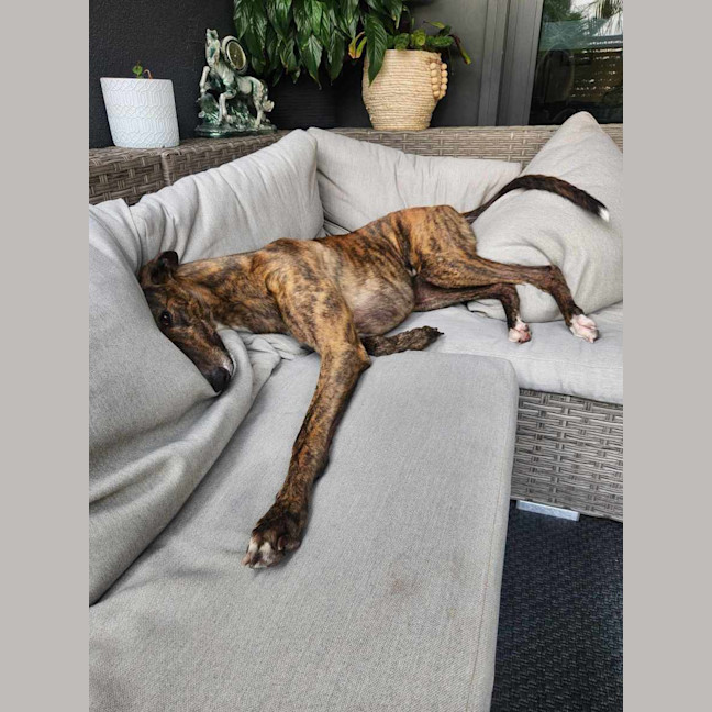 Photo of Tiger, The Adorable Greyhound