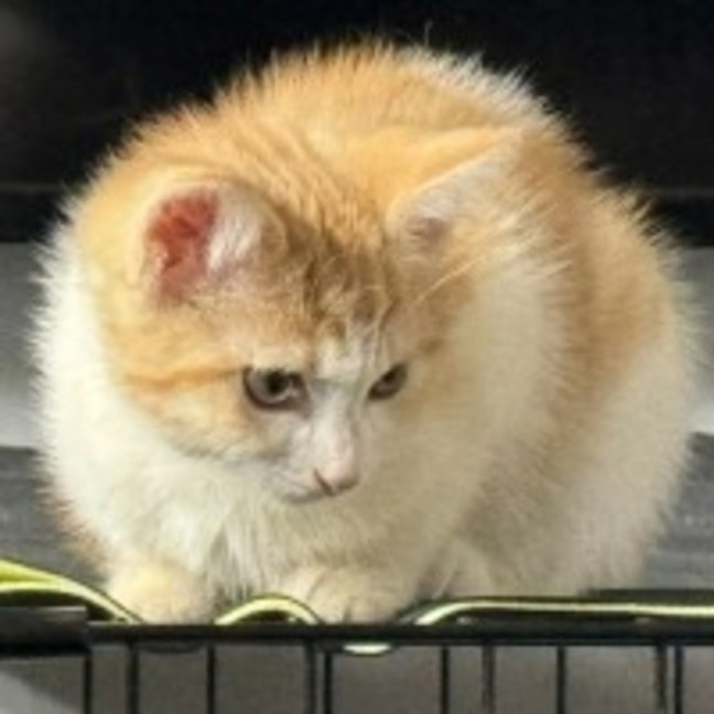 Photo of Copper ** 2nd Chance Cat Rescue**