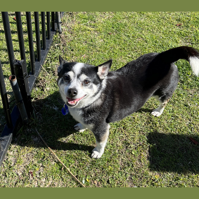 Photo of Jasper 😍 8yo, Chihuahua (On Trial 2/8/24)