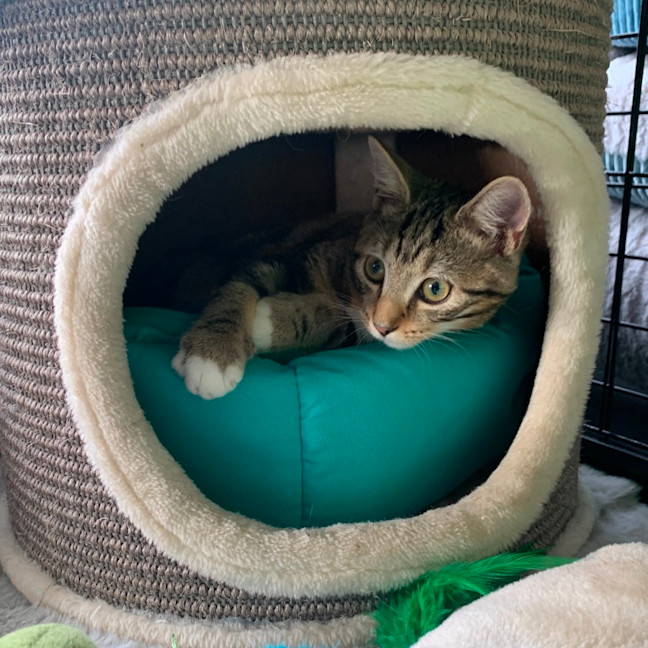 Photo of Cosmo