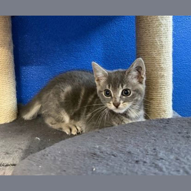 Photo of Dusty