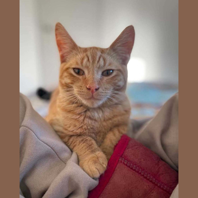 Photo of Rufus
