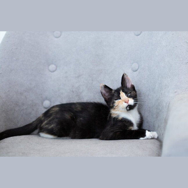 Photo of Honey