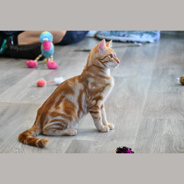 Photo of Pappardelle