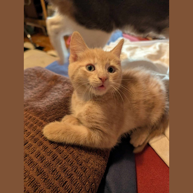 Photo of Uncle Junior   Located In Pascoe Vale South 