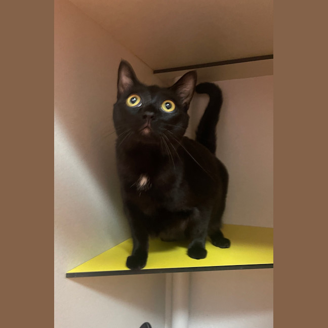 Photo of Soot