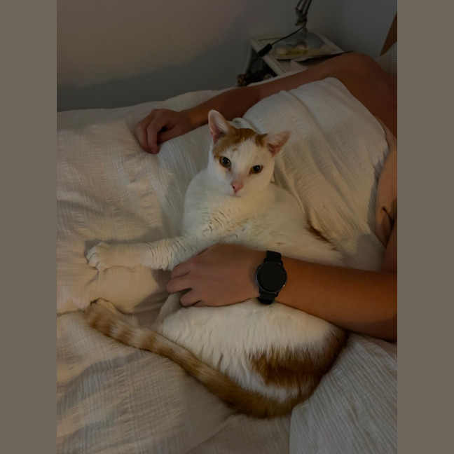 Photo of Gus   10 Year Old Domestic Short Hair