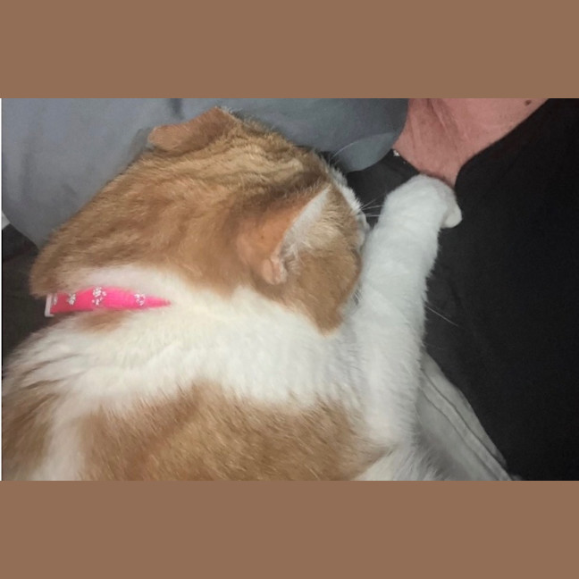 Photo of Luna