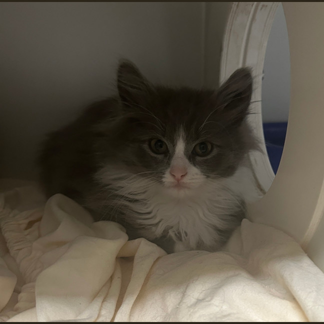 Photo of Sprinkles