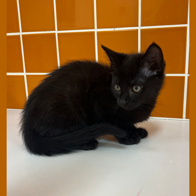 Photo of Artemis