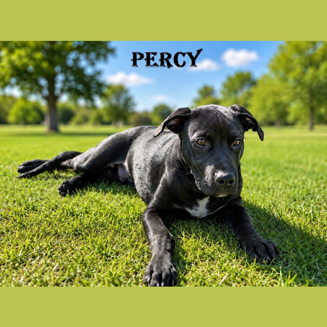 Photo of Percy