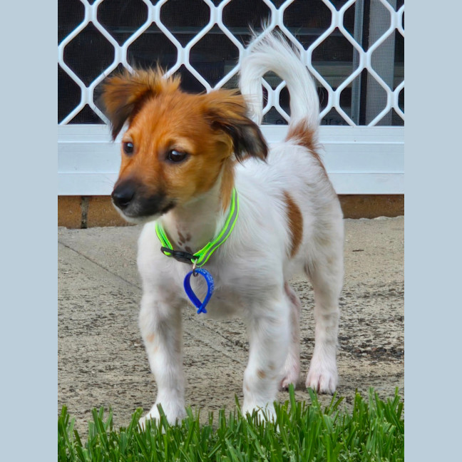Photo of Lachlan   8 Week Old Foxy X Jrt X Poodle (Hold)