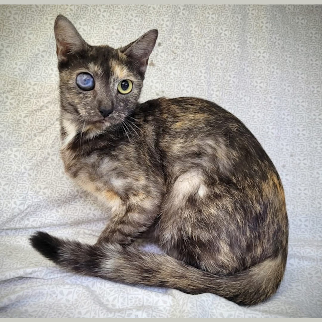 Photo of Cyan