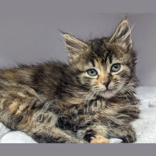 Photo of Nala