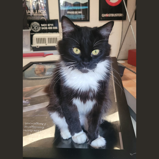 Photo of  💗 Vanessa 🐈‍⬛