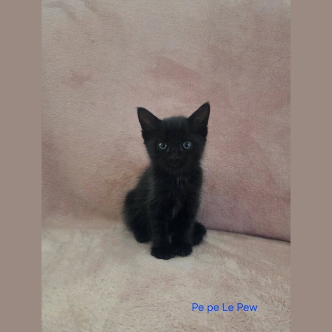 Photo of Pe Pe Le Pew