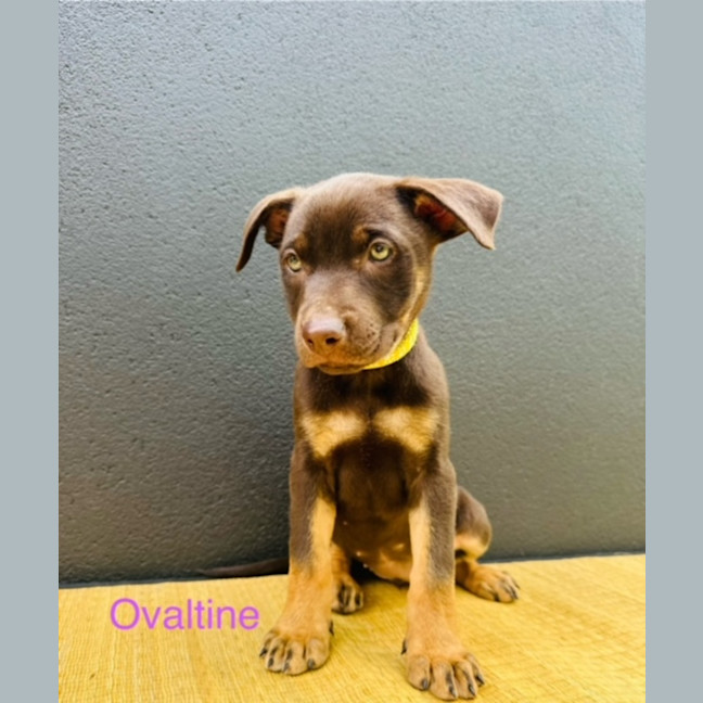 Photo of Ovaltine
