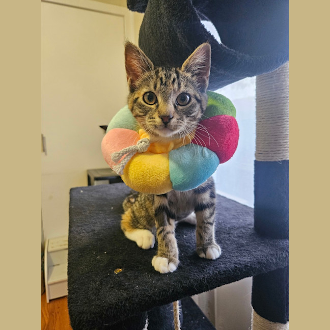 Photo of Mabel (Was Max)