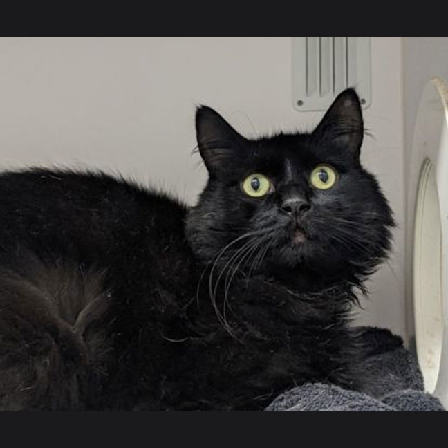 Photo of Winston