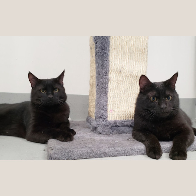 Photo of Licorice & Midnight Sta012634 & Sta012635