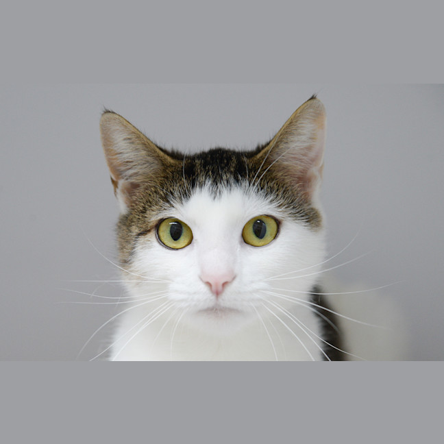 Photo of Anuket