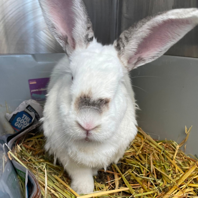 Photo of Snowy & Charlie