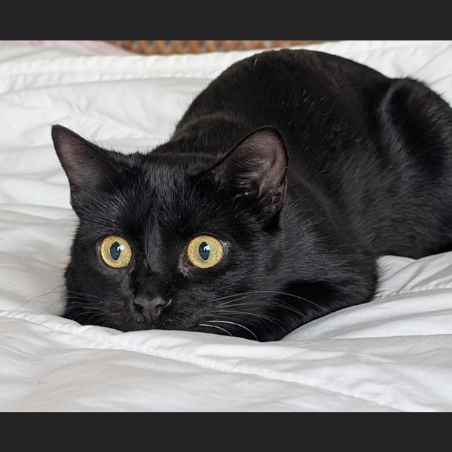 Photo of Anika