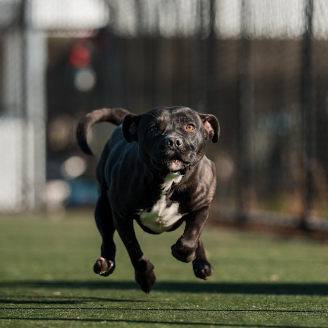 Photo of Pocket Imp 879