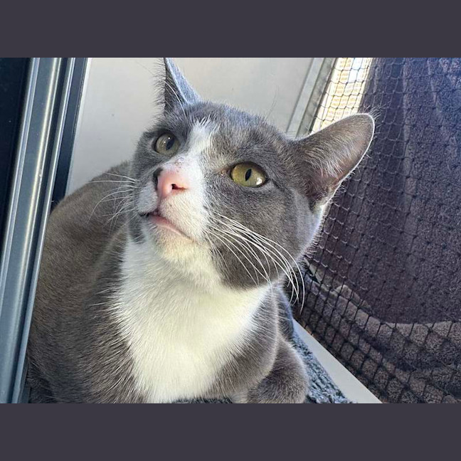 Photo of Scooter