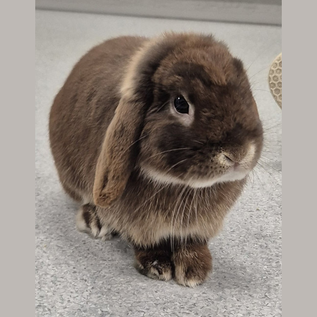 Photo of Cosmo