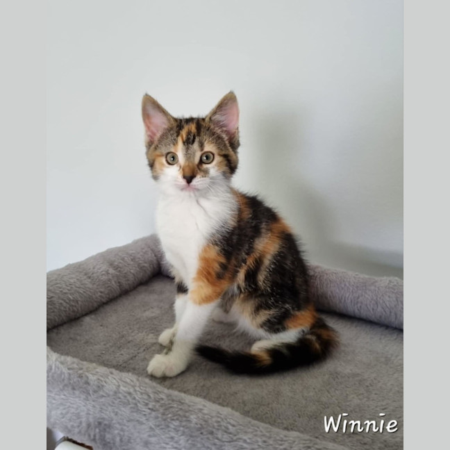 Photo of Winnie The Poo Crew