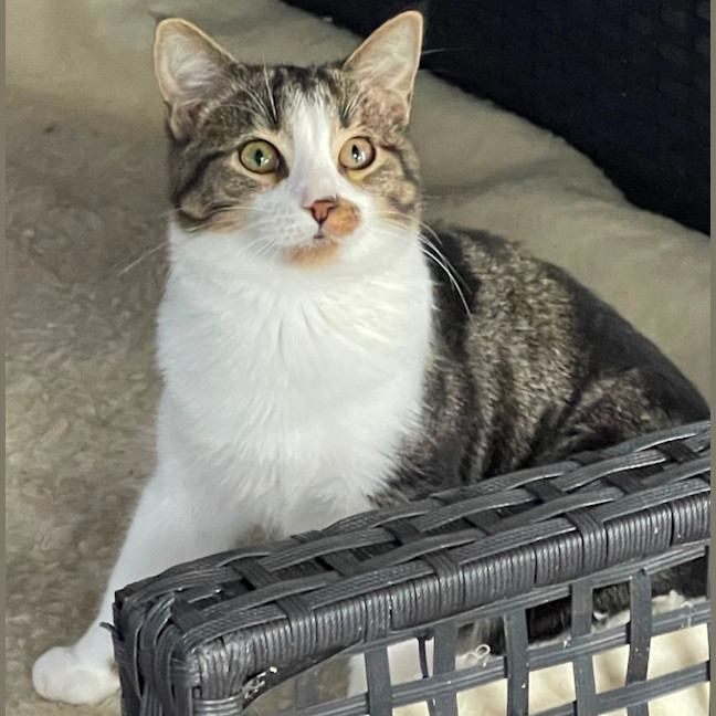 Photo of Gossip & Harlow 