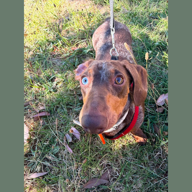 Photo of Winston