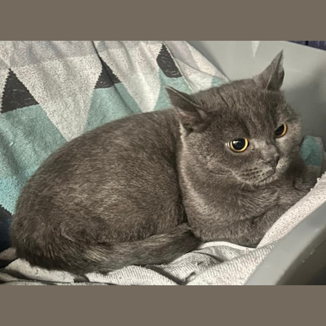 Photo of Miaowzzee