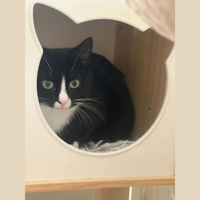 Photo of Maggie *9 Lives Project Rescue*