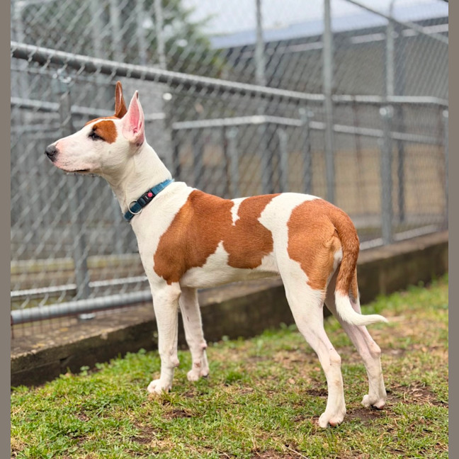 Photo of Penny