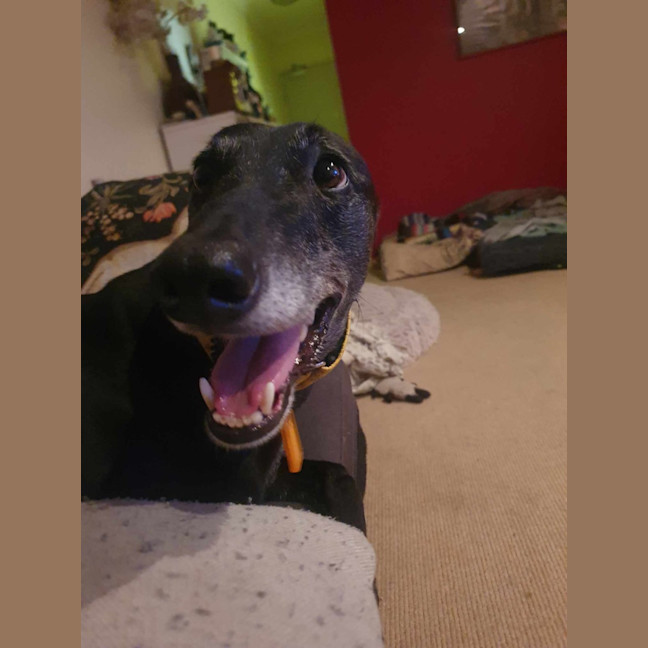 Photo of Yoko, The Greyhound