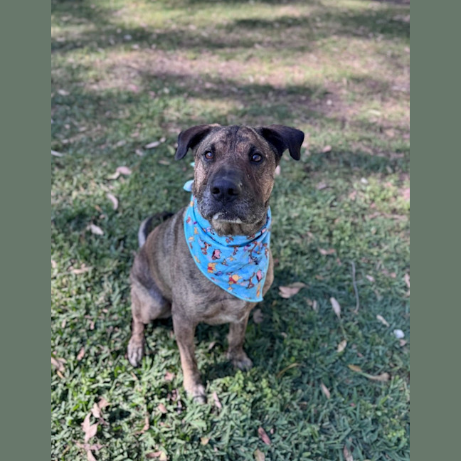 Photo of Toro *$250 Adoption Fee*