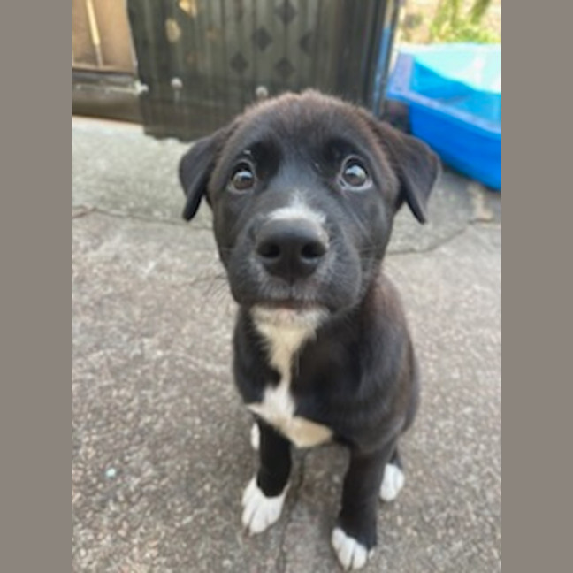 Photo of Mochi   4 Month Old Sharpei X Bullmastiff