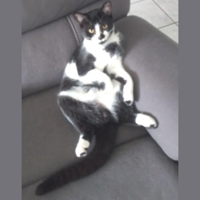 Photo of Bongo