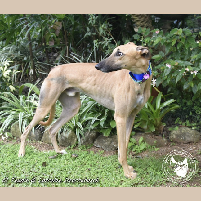 Photo of Mickey (Racing Name Mcnulty)