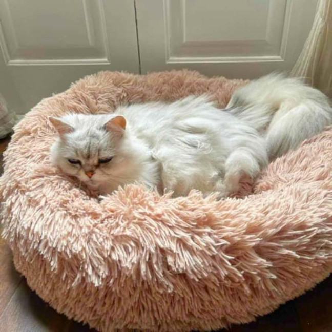 Photo of 🎀Priscilla🎀