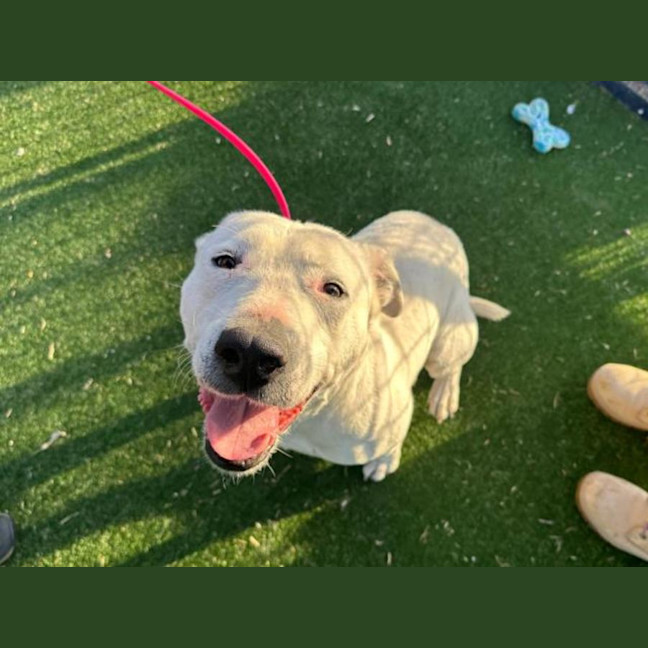 Photo of Buddy Imp 1090