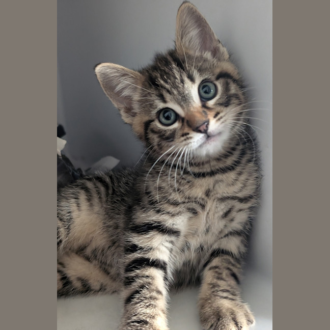 Photo of Fred  (Merlin)