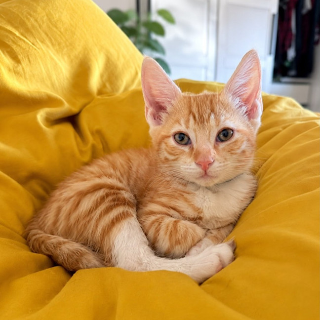 Photo of Nemo