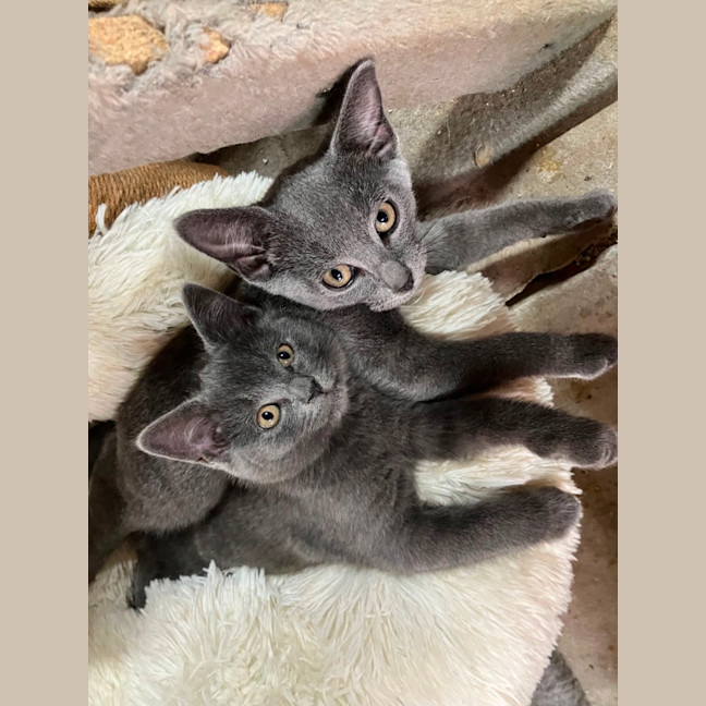 Photo of Astro