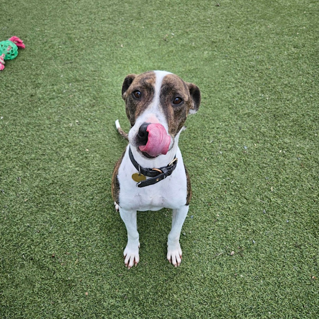 Photo of Luna
