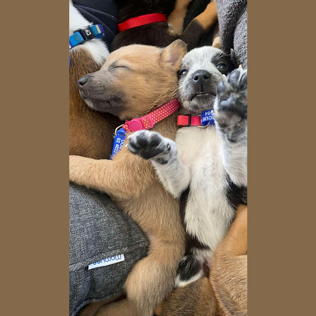 Photo of Oreo   8 Week Old Kelpie X (Trial)