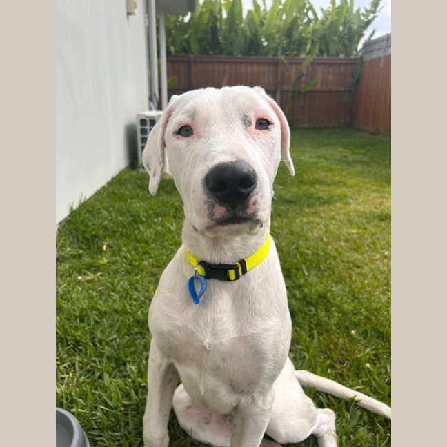 Photo of Chevy