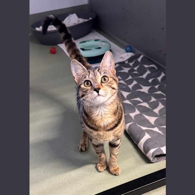 Photo of Nala